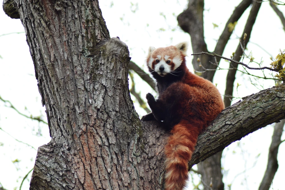 Crvena panda