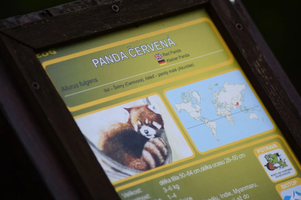 Crvena panda u Zoološkom vrtu Brno