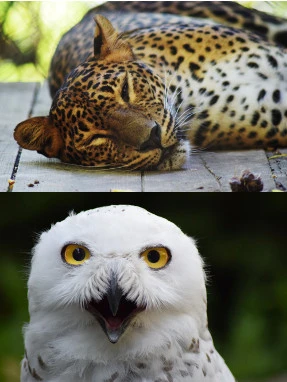 ZOO vrt Brno