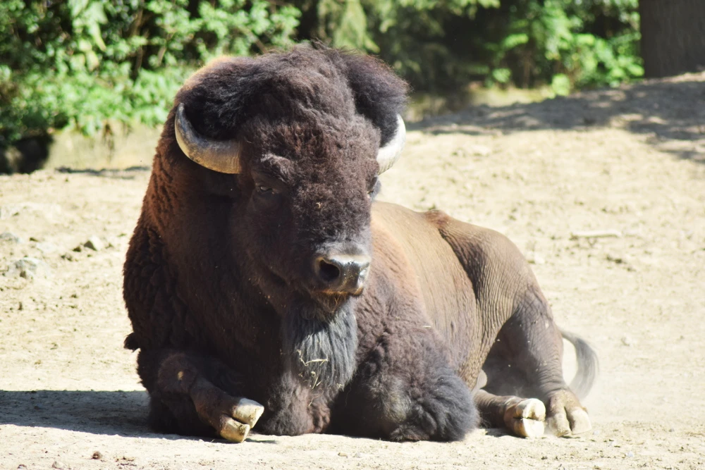Dan posvojitelja u ZOO vrtu u Brnu