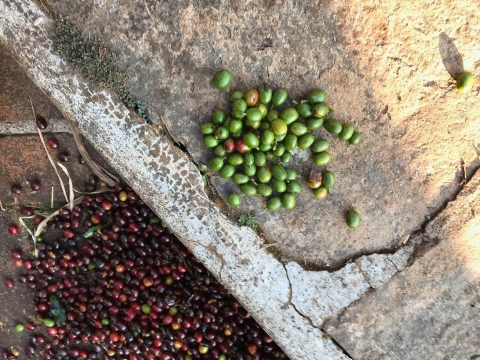 nepržena zrna kave s farme Měsíční hora, Chikmagalur, Indija